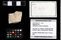 Foto (Objekt + Etikett) von Decapoda indet.  (NHMW-GEO-2014-0194-0147)
